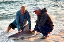 Florida Shark Fishing Trips